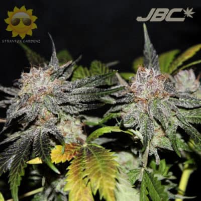 Strayfox - Hawaiian Peaches (80's Hawaiian x North Indian/Tresdawg)