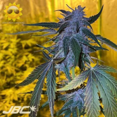 Strayfox - Iraqi Goji (Iraqi 66 x White Goji)