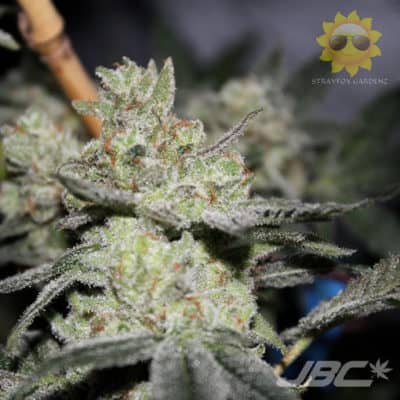 Strayfox - Jungle Milk (Jungle Fire x Angel Milk)