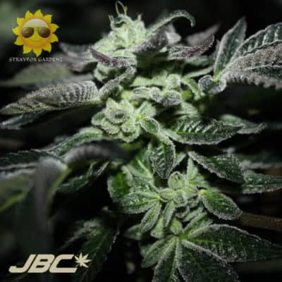 Strayfox - Midnight Munchiez (Black Marshmallow x Tresdawg)