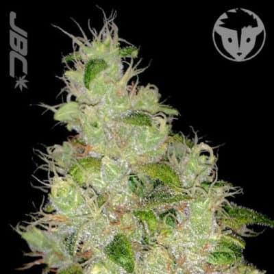 Rare Dankness - Island Twist (Tangie Ghost Train x Pangaea) [FEM]
