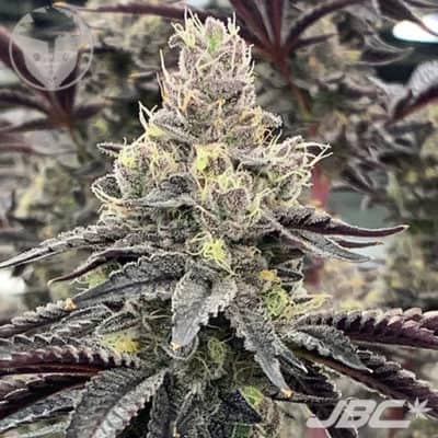 Rare Dankness - Luv Muffin (Forum Cookies X Ox Cookies X Pamelina X RD #2) [FEM]