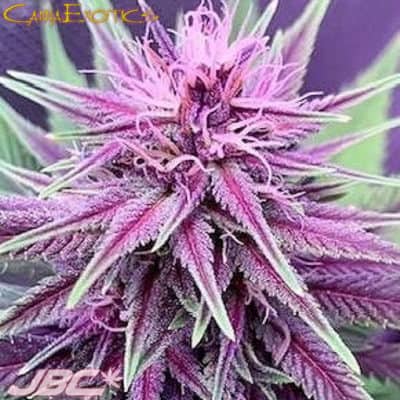 CannaExotics - Black Raptor x Pinkleberry
