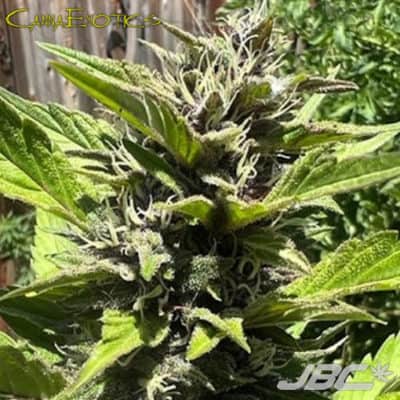 CannaExotics - Midnight Snow x Dark Haze