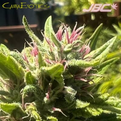 CannaExotics - OMH x Pinkleberry