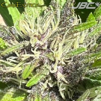 CannaExotics - Sonoma Bliss x Black Raptor