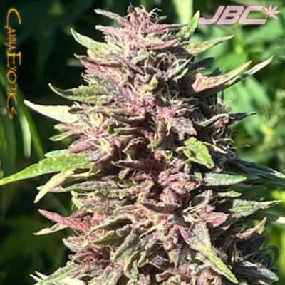CannaExotics - Vicious Raptor (Black Raptor x Lemon Purple)