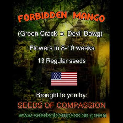 SOC - Forbidden Mango (Green Crack x Devil Dawg)