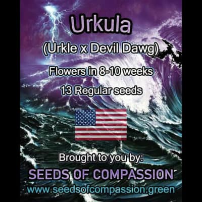 SOC - Urkula (Urkle x Devil Dawg)