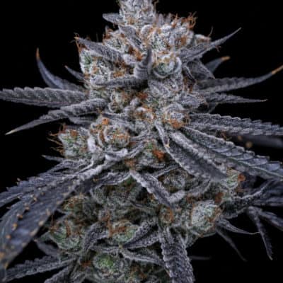 Sin City Seeds - Chocolate River (Gushers x SinMint Cookies) [FEM]