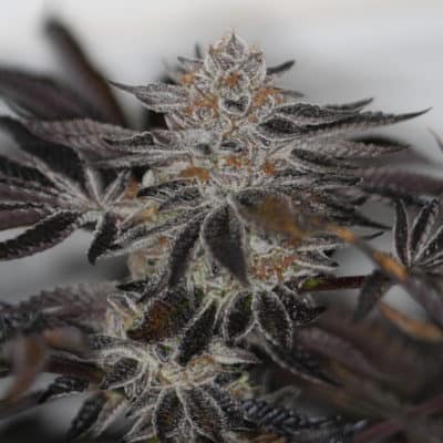 Sin City Seeds - EverCrisp (Apple Fritter x SinMint Cookies)[FEM]