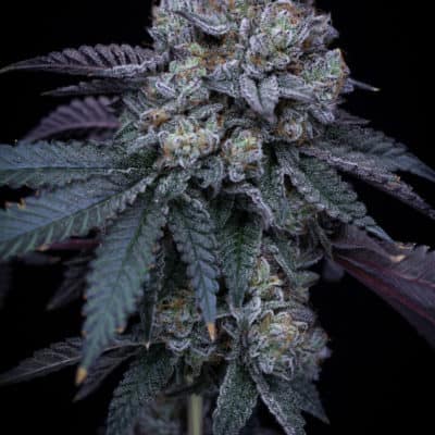 Sin City Seeds - Grinch Mints (Jealousy x SinMint Cookies)