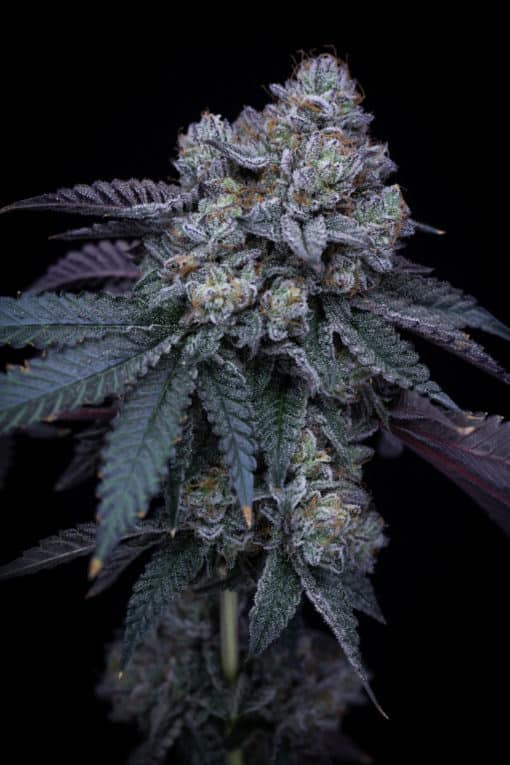 Sin City Seeds - Grinch Mints (Jealousy x SinMint Cookies)
