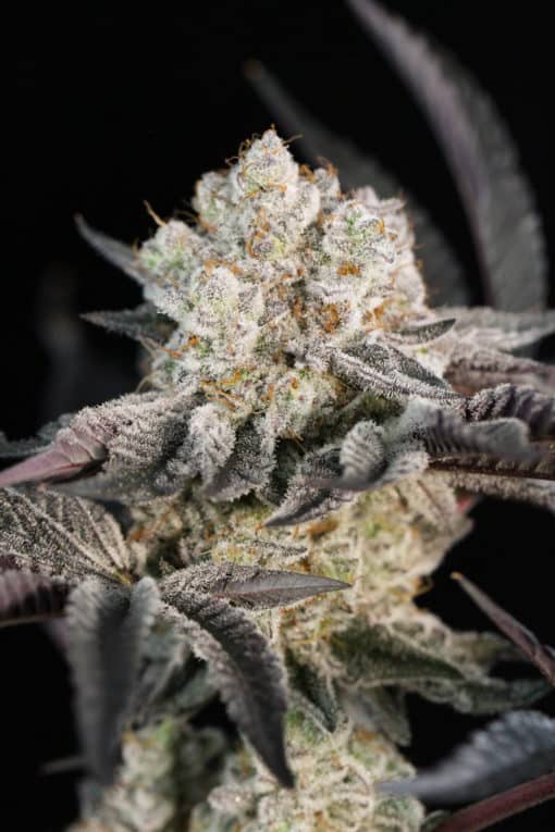 Sin City Seeds - Mudslide (Oreoz x SinMint Cookies)
