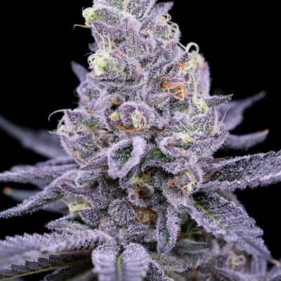 Sin City Seeds - Scrumdiddlyumptious (Runtz x SinMint Cookies)