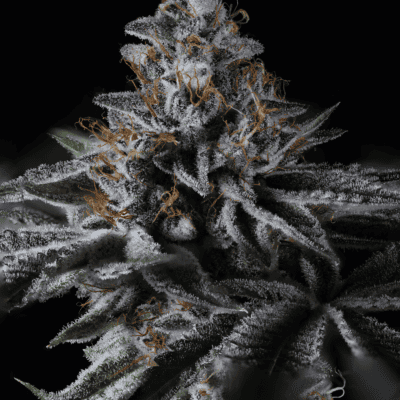 Sin City Seeds - SinMint Sundae (Ice Cream Cake x SinMint Cookies)[FEM]