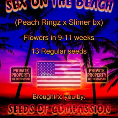 SOC - Sex On The Beach (Peach Ringz x Slimer BX)