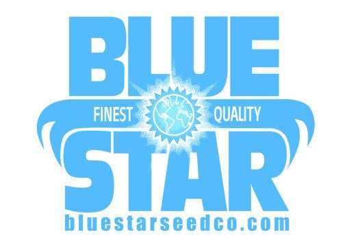 Blue Star Seed Co - InstaBlue (Mai Tai x DJ Short F4 Blueberry)