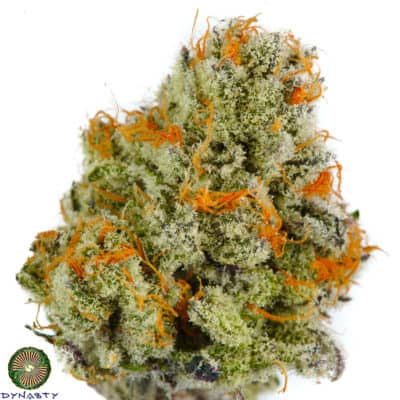 Dynasty - Cherry Berry Punch (Huckleberry Punch x Ms Universe #10)