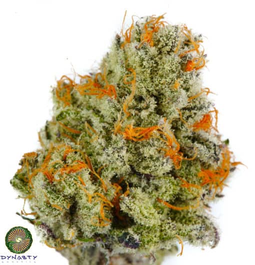 Dynasty - Cherry Berry Punch (Huckleberry Punch x Ms Universe #10)