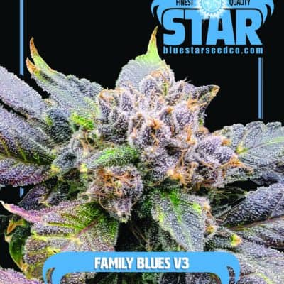Blue Star Seed Co - Family Blues V3 (DJ Short 98 F4 Blueberry x Blue Star) [FEM]