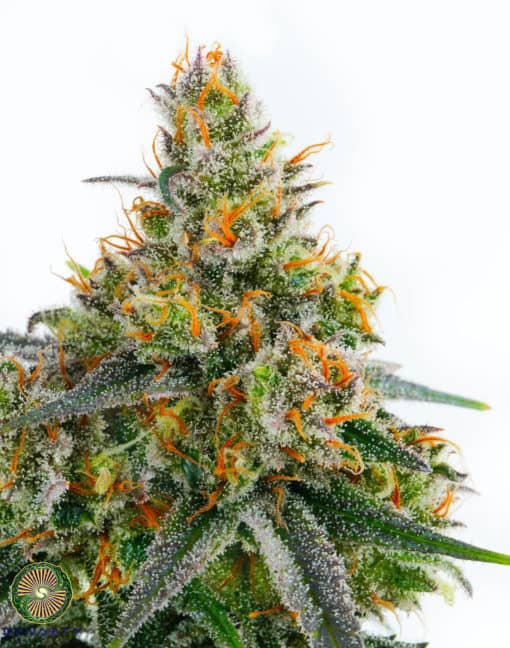 Dynasty - Pineapple Flashback (Pineapple Fields x Ms Universe #10)