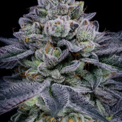 SIN CITY SEEDS - BLUE POWER IX2