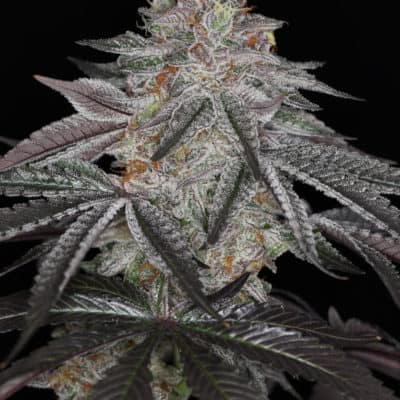 SIN CITY SEEDS - INFATUATION (JEALOUSY BX x BLUE POWER IX2)