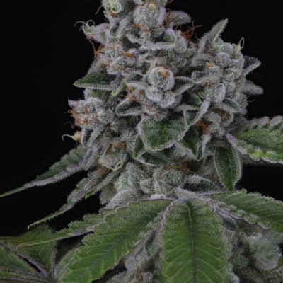 SIN CITY SEEDS - OVERPOWER (KING LOUIS XIII x BLUE POWER IX2)