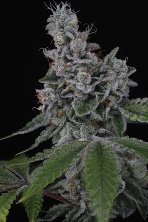 SIN CITY SEEDS - OVERPOWER (KING LOUIS XIII x BLUE POWER IX2)