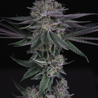SIN CITY SEEDS - SAKE' (APPLES & BANANAS x BLUE POWER IX2)