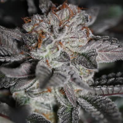SIN CITY SEEDS - BEACH TRUFFLE (WHITE TRUFFLE x BLUE POWER IX2)