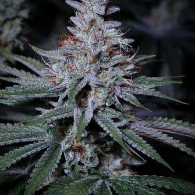 SIN CITY SEEDS - CHOKING HAZARD (GUSHERS x BLUE POWER IX2)