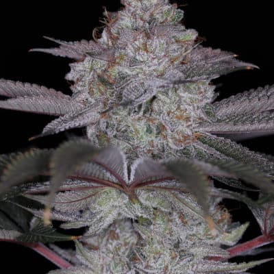 SIN CITY SEEDS - COCONUT CLOUD (RS11 x BLUE POWER IX2)
