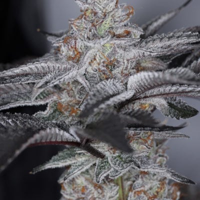 SIN CITY SEEDS - ICE CAPS (ICE CREAM CAKE x BLUE POWER IX2)