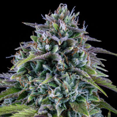 Mephisto - 24 Carat (Sour Boggle X Purple Indica) [FEM AUTO]