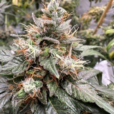 Katsu - NY Blue Bubba (NY Blueberry X Pre 98 Bubba Kush) [FEM]