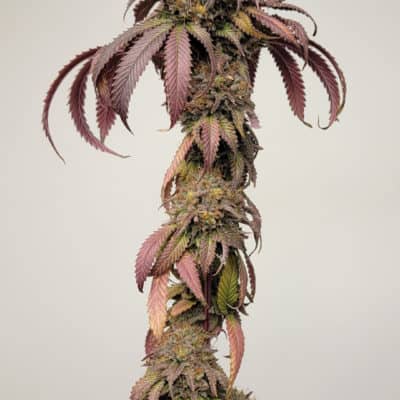 Katsu - Rainbow Sherbert 11 X Pre 98 Bubba Kush)[FEM]