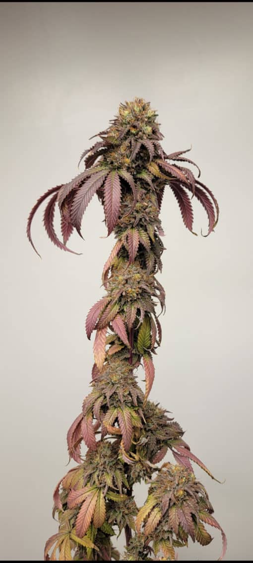 Katsu - Rainbow Sherbert 11 X Pre 98 Bubba Kush)[FEM]