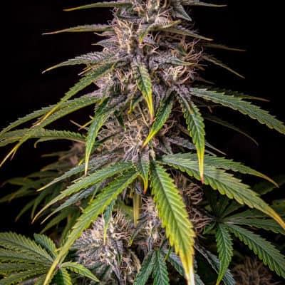 Mephisto - Alien Vs Triangle (Ripleys OG X Triangle) [Fem Auto]