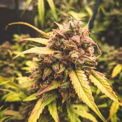 Mephisto - Bear Assed Monkey (3 Bears OG X 4 Assed Monkey) [Auto Fem]