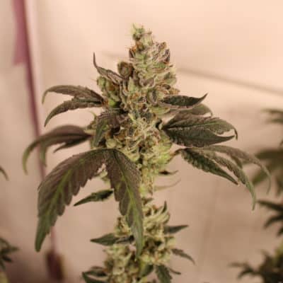 Katsu - Lemon Pie Bubba (Lemon Pie X Pre 98 Bubba Kush)[FEM]