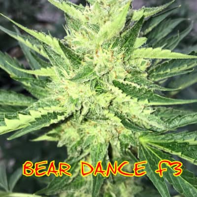 Kokua Seed - Bear Dance F3
