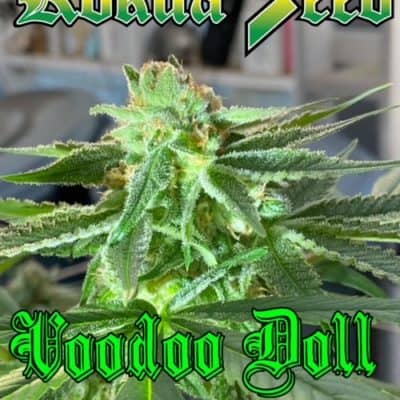 Kokua Seed - Voodoo Doll (Goat Skull X Black Banana)
