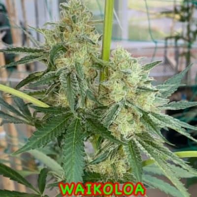 Kokua Seed - Waikoloa Melon Storm (Zkittles X Lillt)