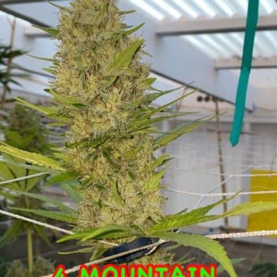 Kokua Seed - 4 Mountain Fire (Dutch Treat X Lillt)