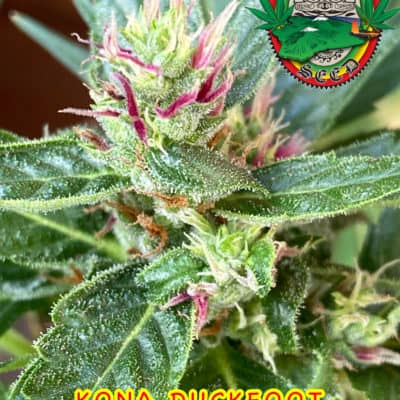 Kokua Seed - Kona Duckfoot IBL