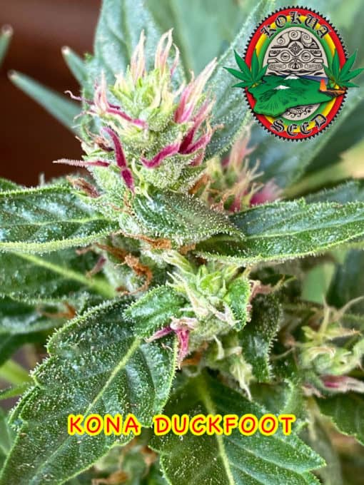 Kokua Seed - Kona Duckfoot IBL
