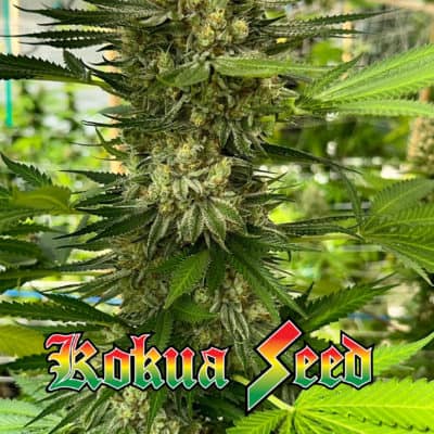 Kokua Seed - Pearly Shells (Dept Of Youth X Tranquil Elephantizer V1)