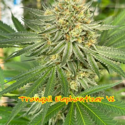 Kokua Seed - Tranquil Elephantizer (V1) F3